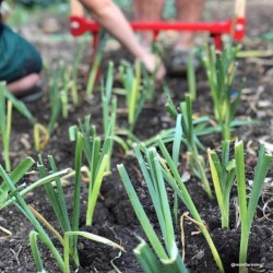 PLANTOIR A POIREAUX