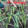 PLANTOIR A POIREAUX