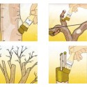Phytopast mastic à greffer en pot